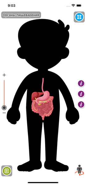 Тело человека для детей