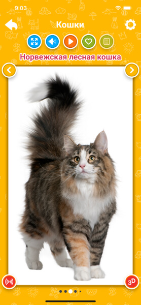 Породы кошек для детей