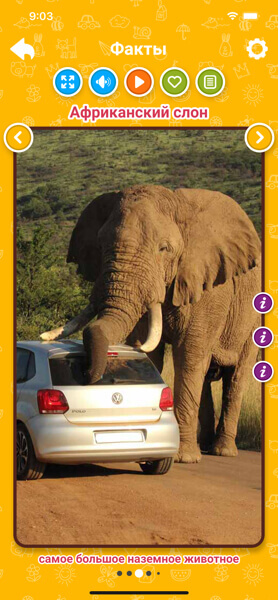 Факты для детей