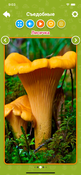 Съедобные грибы для детей