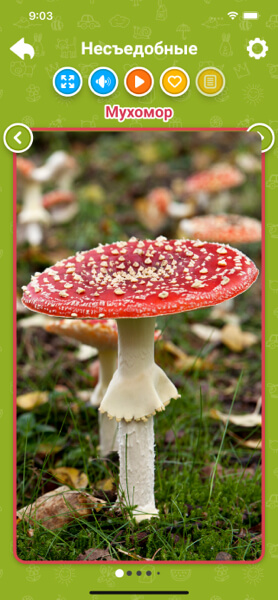 Несъедобные грибы для детей