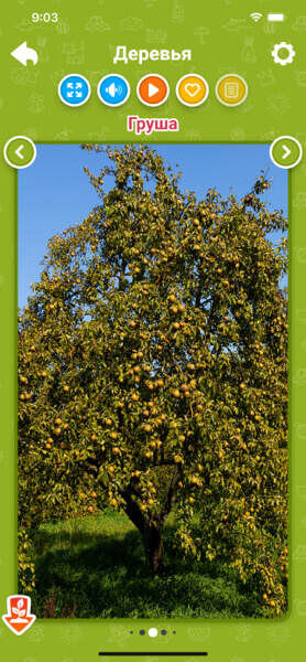 Деревья для детей